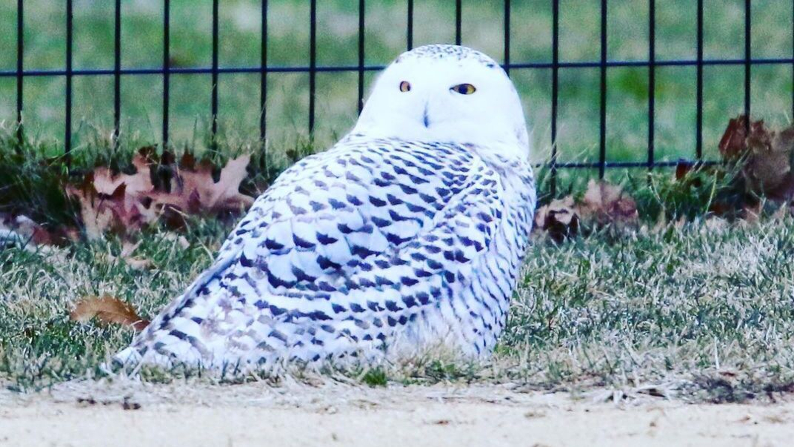 Snowy owl spotted in NY for first time in 130 years