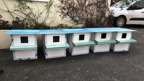To date, 20 nesting boxes have been ordered by locals in Galway and are currently under construction