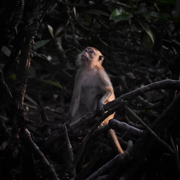 Long-tailed Macaque by Yoganathan Yoke, Malaysia, Winner, National Awards, 2021 Sony World Photography Awards (Yoganathan Yoke, Malaysia/PA)