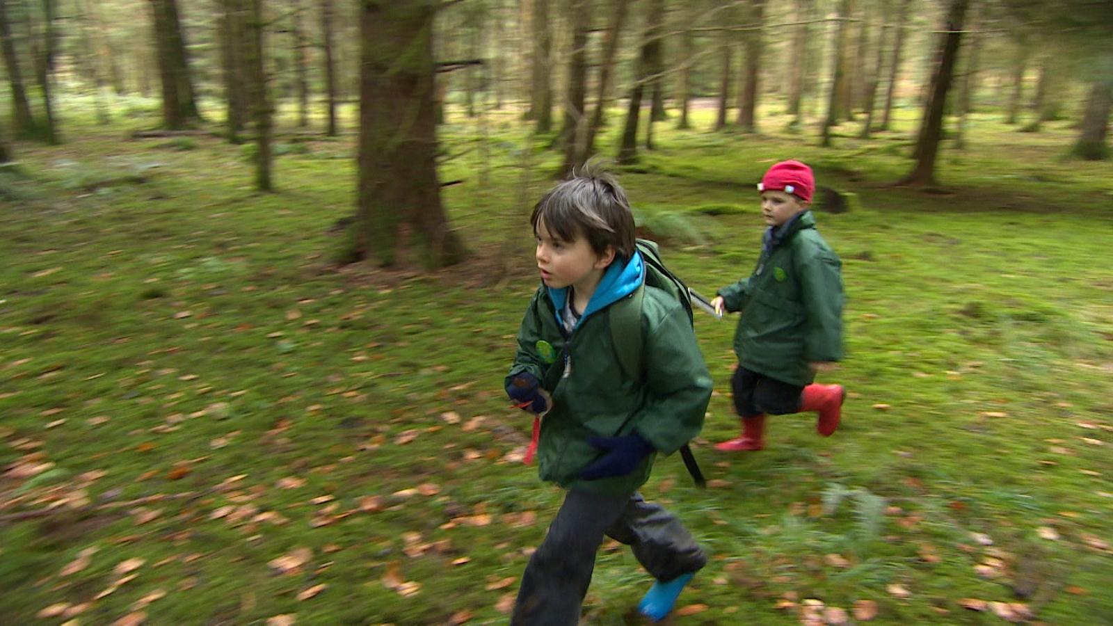 Forest nature at your service essay 07 image