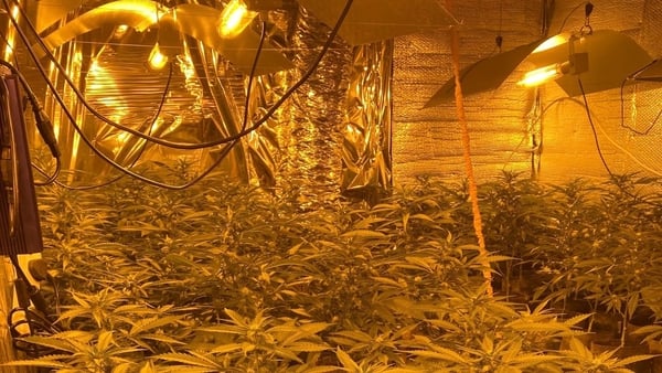 A cultivation unit with over 300 cannabis plants was discovered