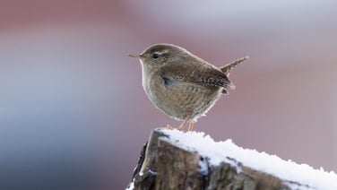 How did the wren became the king of all birds?