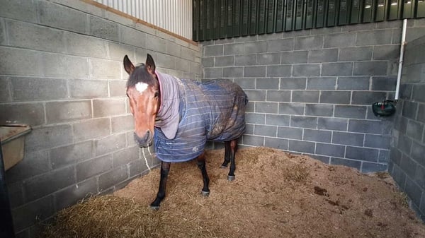 Home of the year: Tiger Roll in his stable in Co Meath