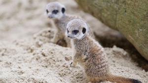Baby meerkats!