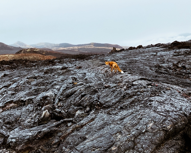 Fox on a volcano