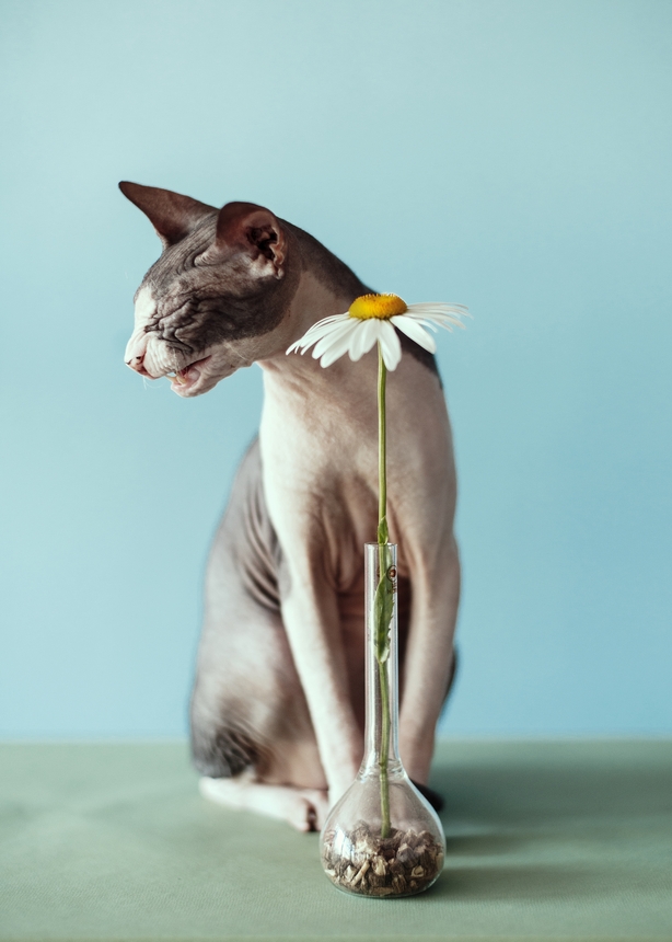A cat and a daisy