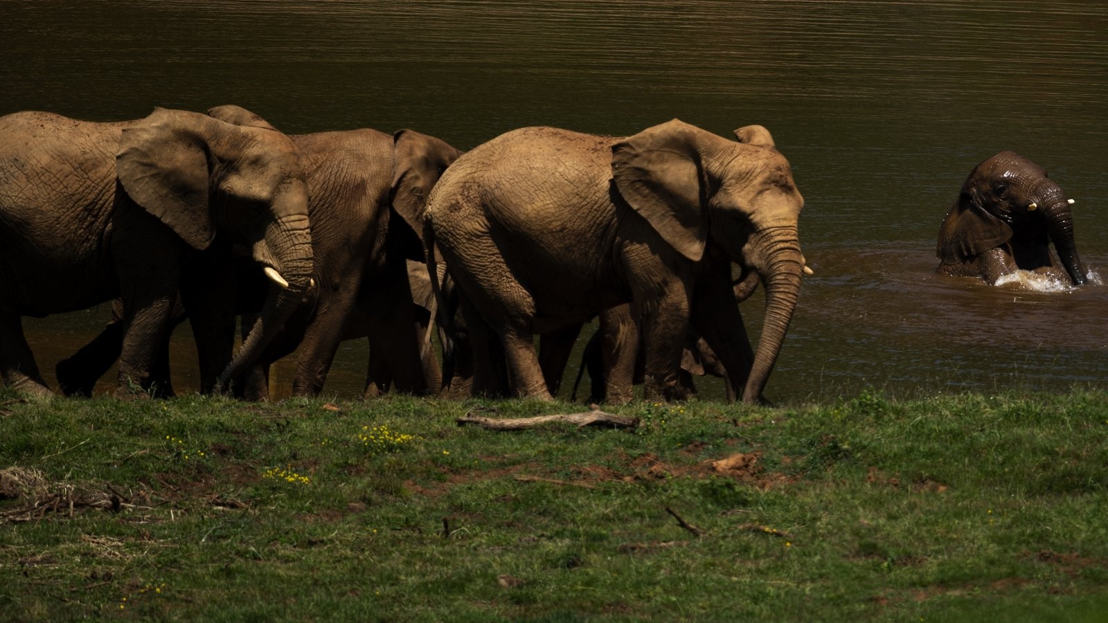 spanish-zoo-worker-killed-by-elephant