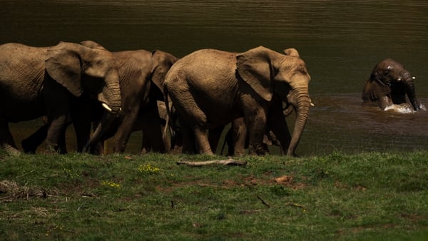 Elephants at the Cabarceno Natural Park near Santander in Spain (File pic)