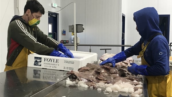 Workers from Foyle Fishermen's Co-op sorting a catch of fish