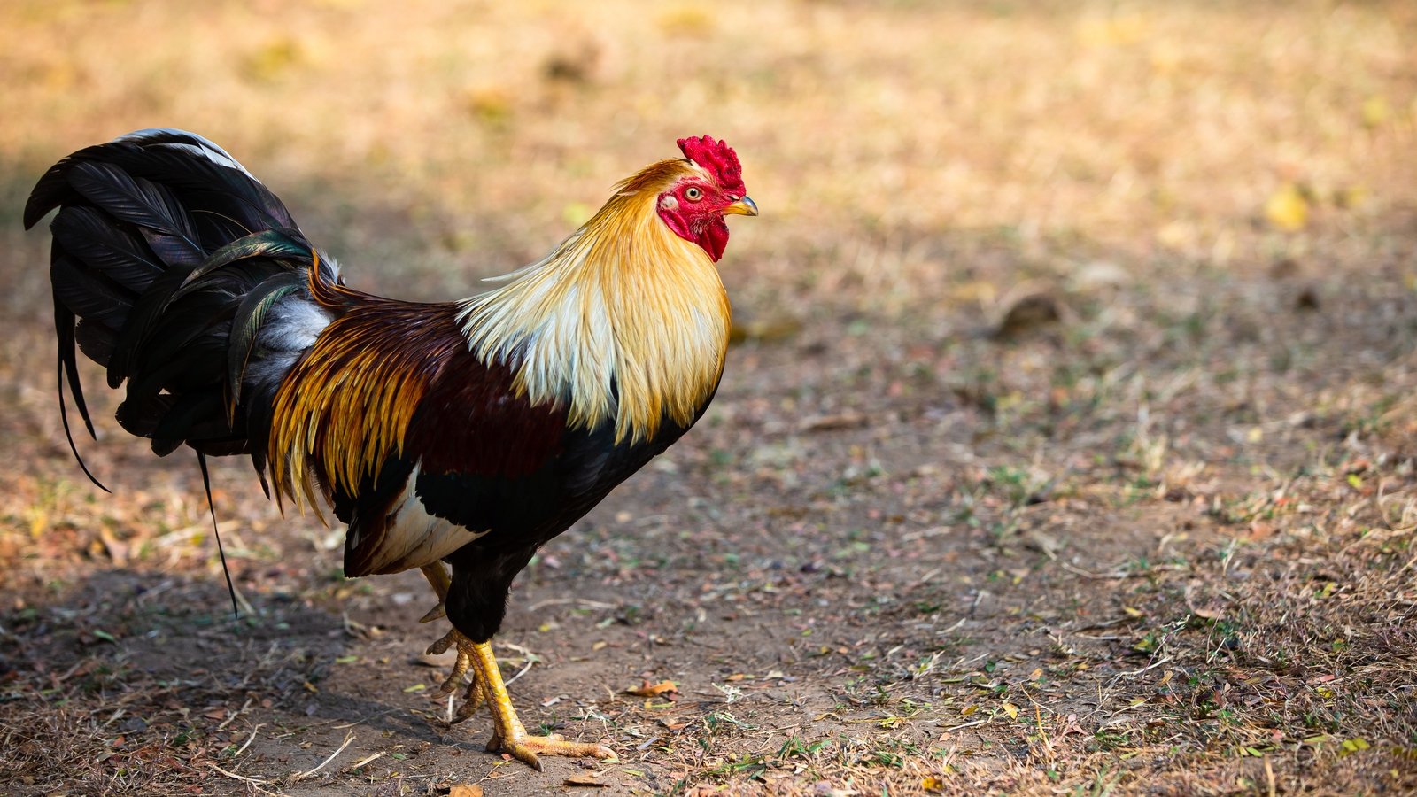 Man Killed By Rooster At Illegal Cockfight In India