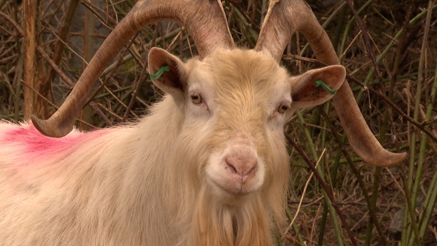 Tionscnamh nua é seo atá ar bun ó dheas