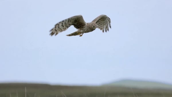 'The Hen Harrier Project EIP' ainm an tionscnaimh.