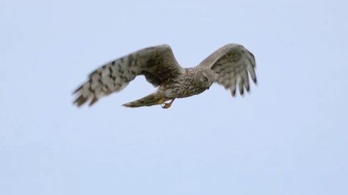 There are only an estimated 108-157 hen harriers in Ireland