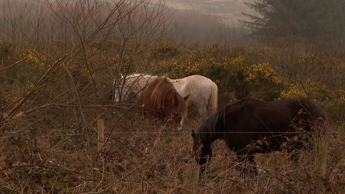 Appeals to farmers to safely dispose of dead animals Morning Ireland
