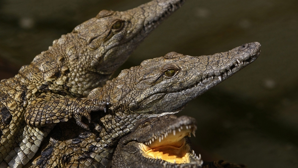 Thirty-four juvenile Nile crocodiles, each as long 1.5 metres, have been captured so far (File image)