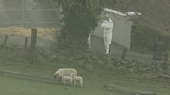 Sheep and lambs in field, Cooley Peninsula, Co. Louth (2001)