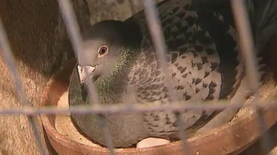 Young Pigeon Keepers