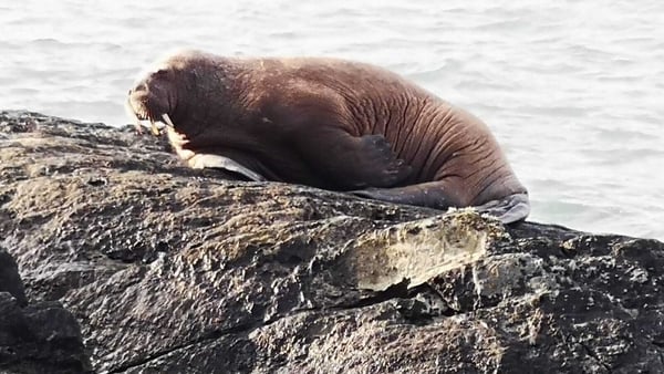 The walrus was spotted on rocks on Valentia Island in Co Kerry