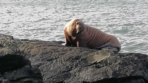 The walrus washed up on rocks at Valentia Island, Co Kerry, in March (Pic: Alan Houlihan)