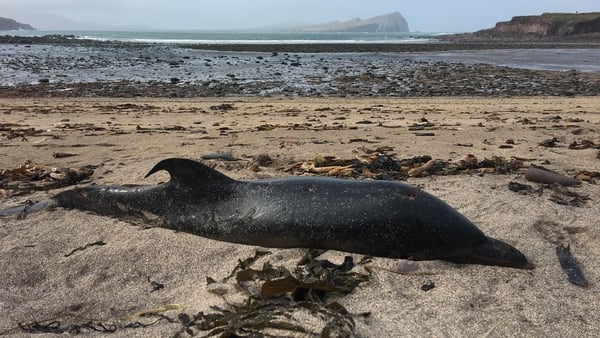 A common dolphin found washed up in Co Kerry