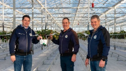 John, Billy, and Joe McGuinness, co-owners of Sunglow Nurseries in Rush, Co Dublin