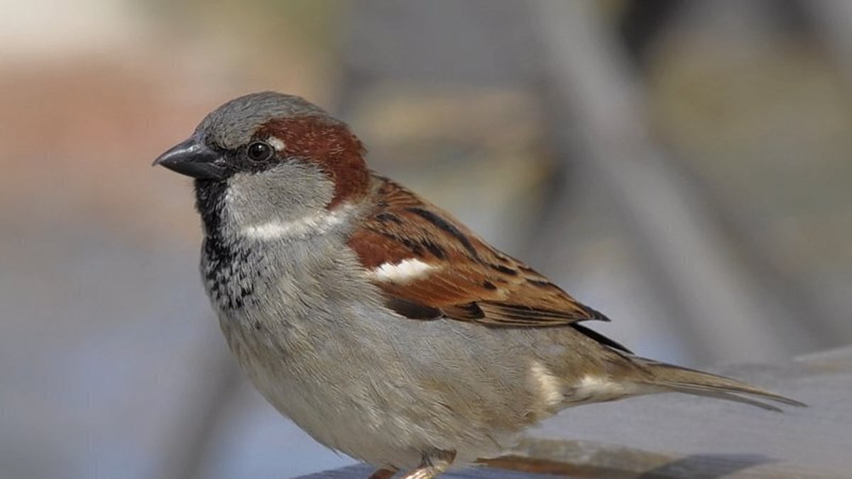 Naturefile - House Sparrows Naturefile - House Sparrows