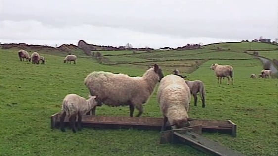 Sheep, Foot and Mouth Disease (2001)
