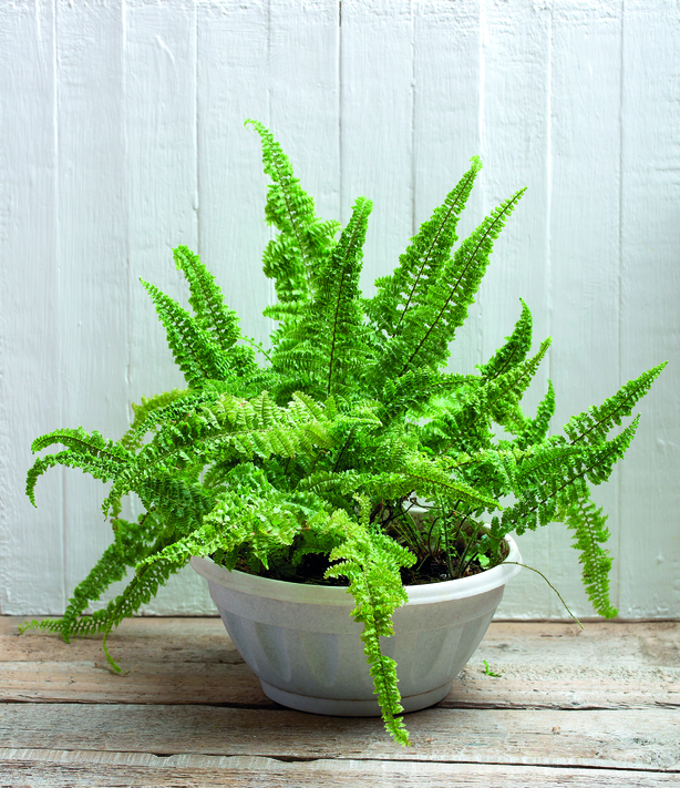 Boston Fern