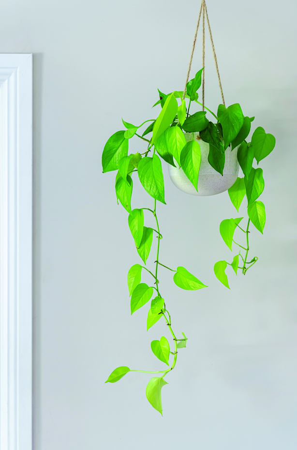 Devil's Ivy