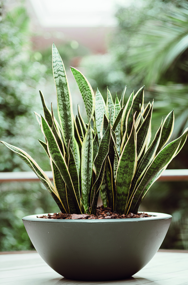 Sansevieria Trifasciata Prain