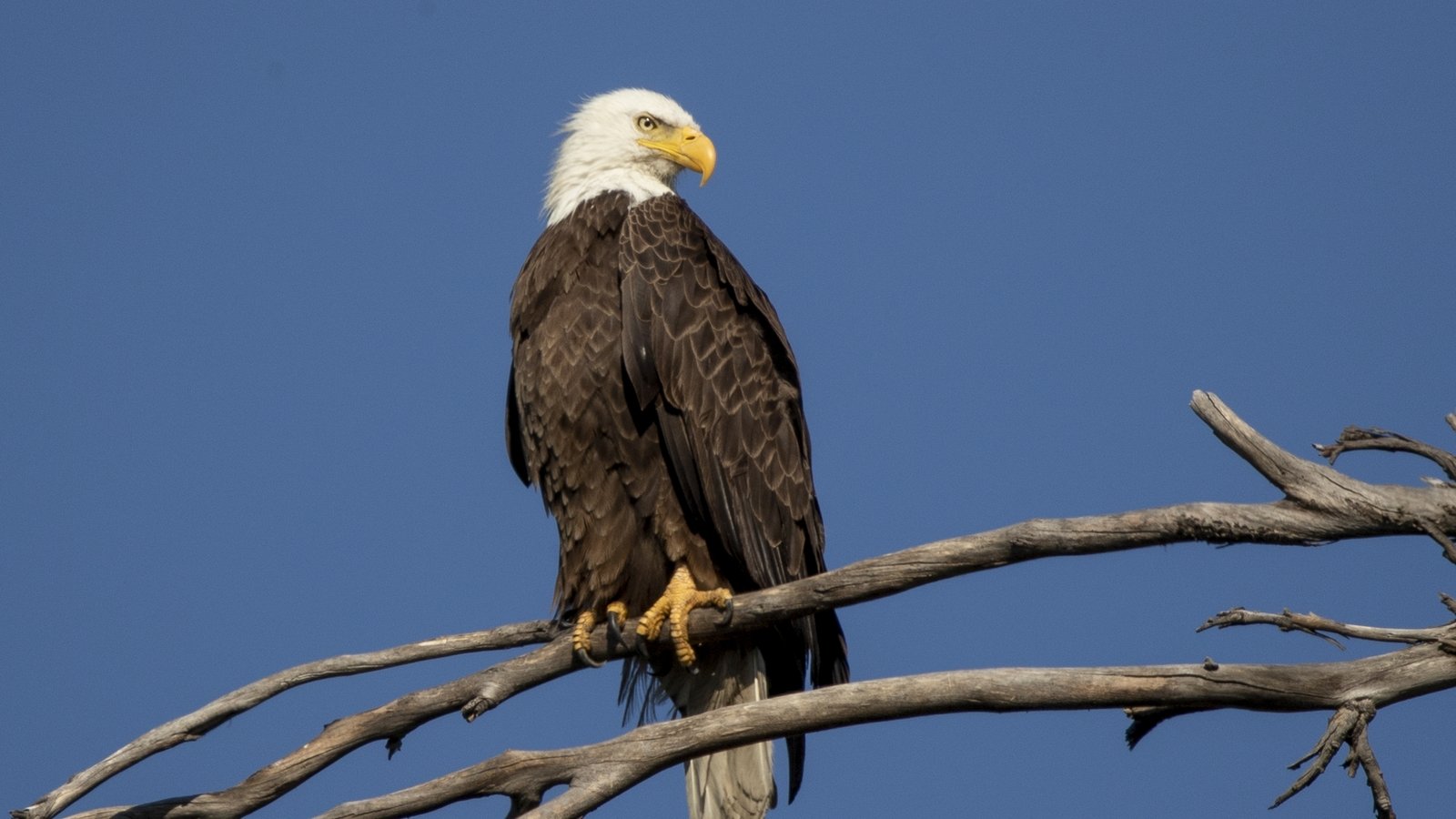 Bald eagle bounces back from nearextinction in US