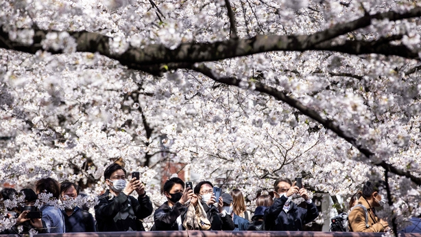 Crowds at cherry blossom trees Tokyo