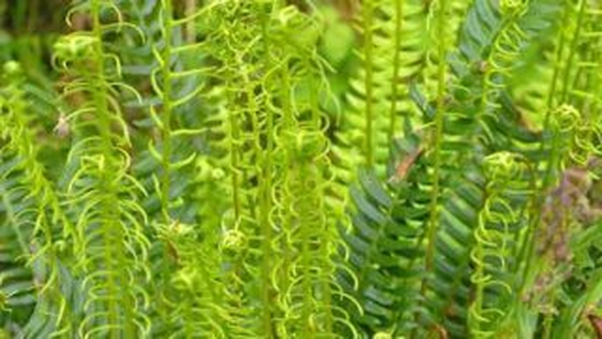Naturefile - Ferns Naturefile - Ferns
