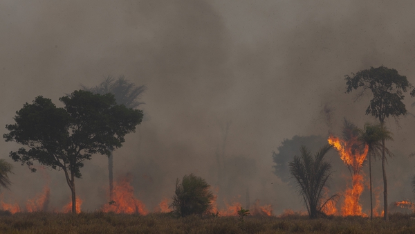 Extreme heat and drought also stoked huge fires that consumed swathes of forest