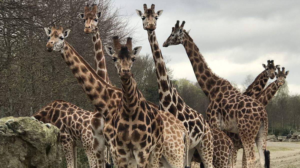 Dublin Zoo Reopening Today with Claire Byrne RTÉ Radio 1