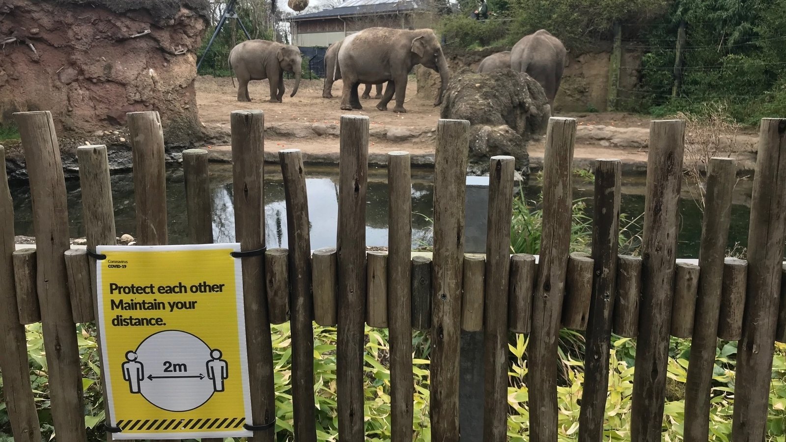 Relief for Dublin Zoo, Fota as reopening date confirmed
