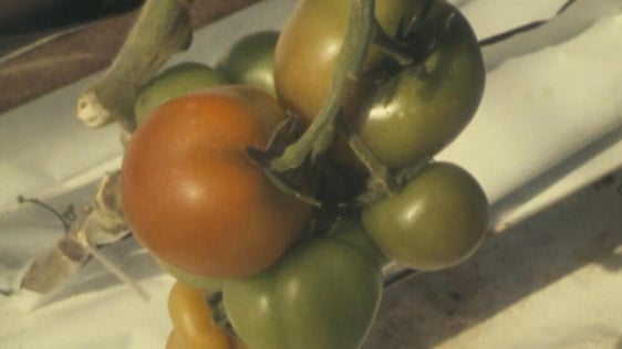News Dublin Tomatoes Grown in Water (1976)