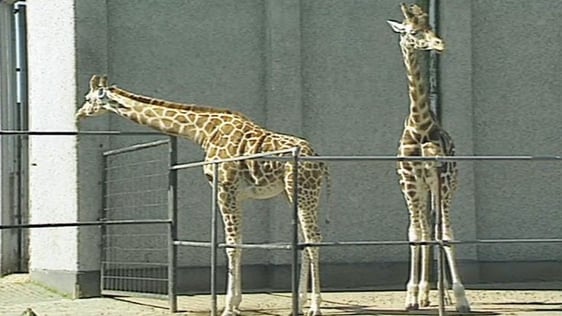 Dublin Zoo (1991)