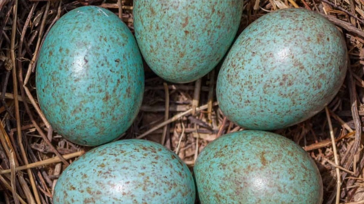 Naturefile - Eggs Naturefile - Eggs
