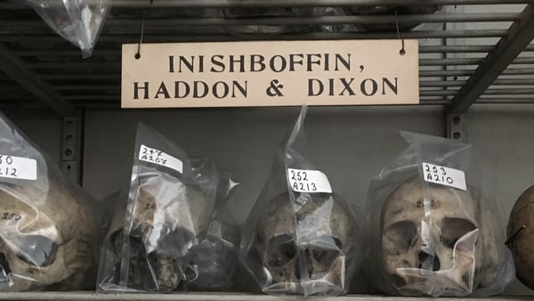 The Haddon Dixon Collection in the Skull Passage in Old Anatomy. Each skull was kept in a protective cover and labelled with its catalogue number in preparation for a conservation programme that is ongoing. Photo: Ciaran Walsh
