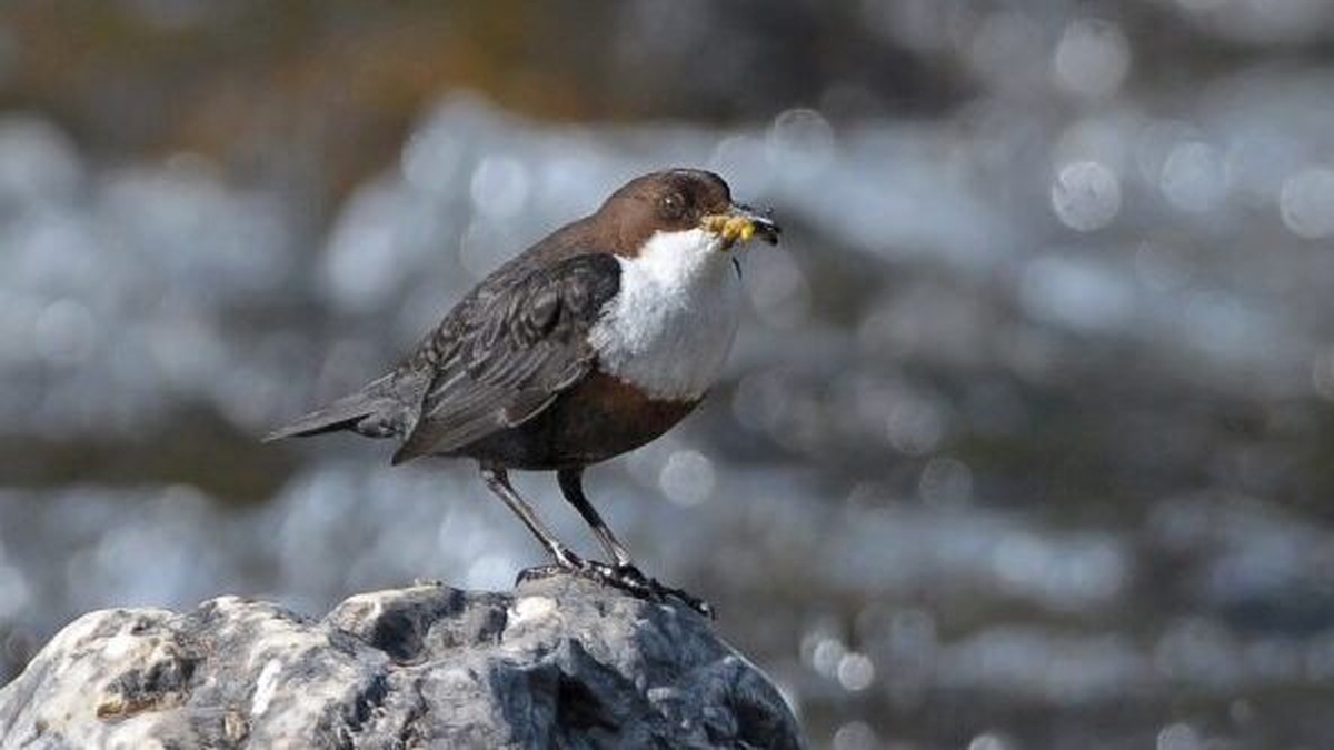 Naturefile - The Irish Dipper Naturefile - The Irish Dipper