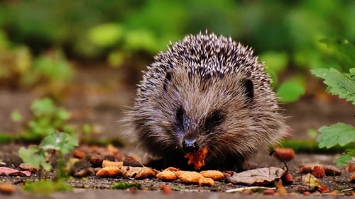 Researches say there is not much information on the status of the hedgehog population in Ireland