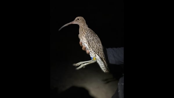 The curlew was first photographed at a day old at its nest site at Lough Neagh last year.