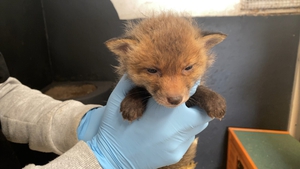A fox cub is treated at the Wildlife Rehabilitation Ireland hospital in Co Meath