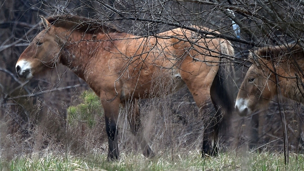 The Przewalski's horse breed breed is named after Russian scientist Nikolai Przewalski
