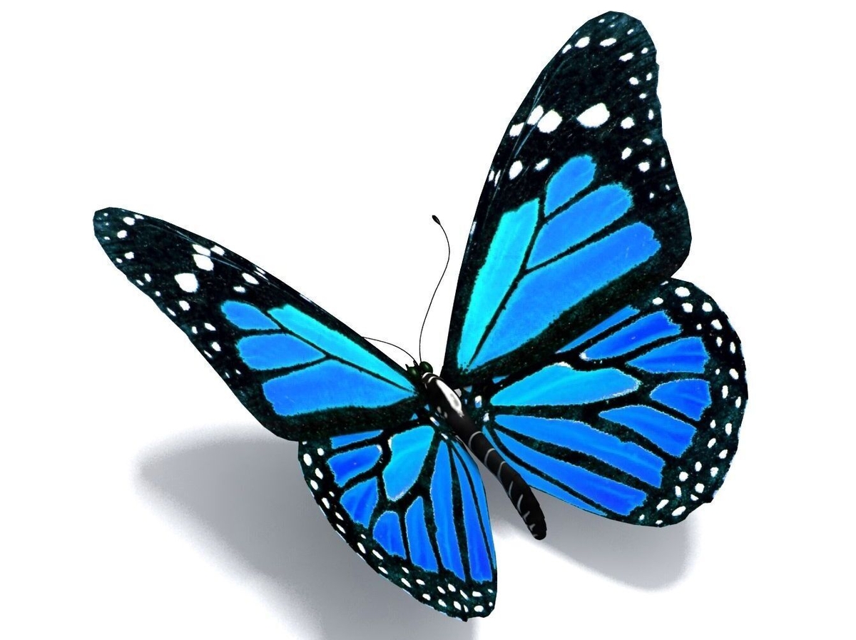Naturefile - Blue Butterflies Naturefile - Blue Butterflies