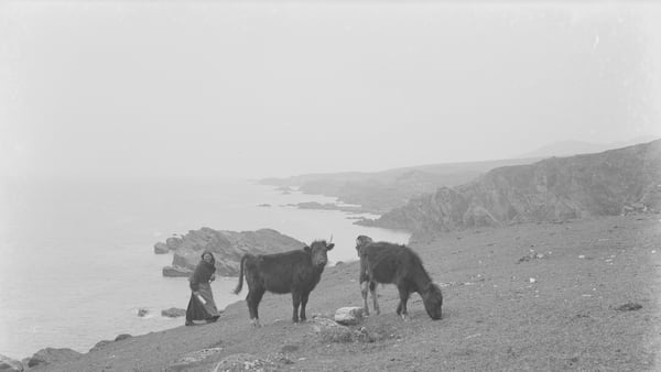 An Irish woman driving cattle on Achill Island, Co Mayo 1900-1920 (Reproduced courtesy of National Library of Ireland)