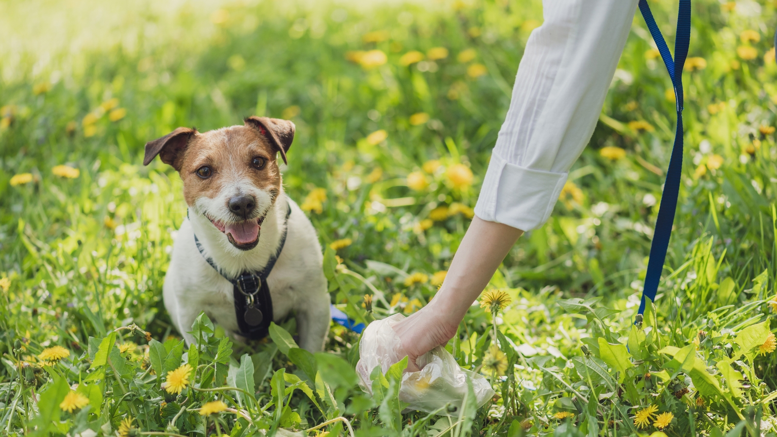 can you get worms by stepping in dog poop