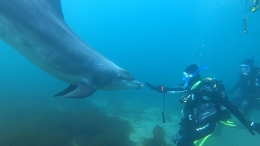 Diving with Dusty