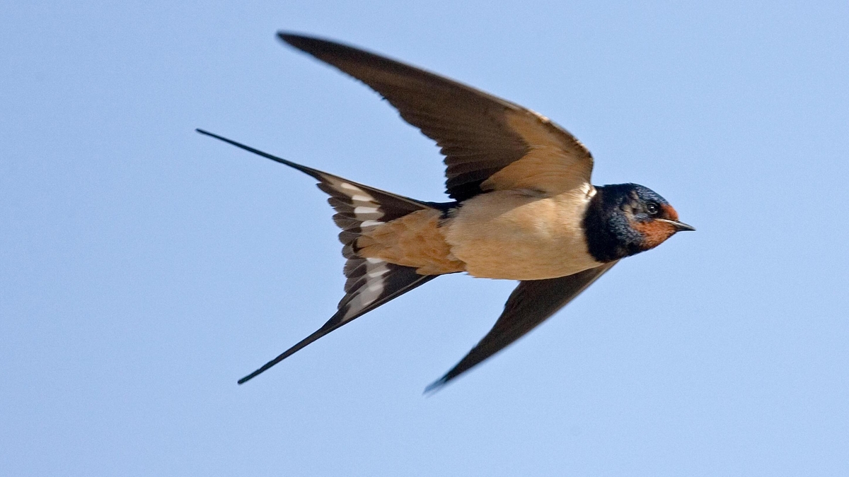 Naturefile - Swallows Naturefile - Swallows